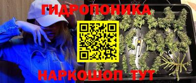 сатива Кингисепп